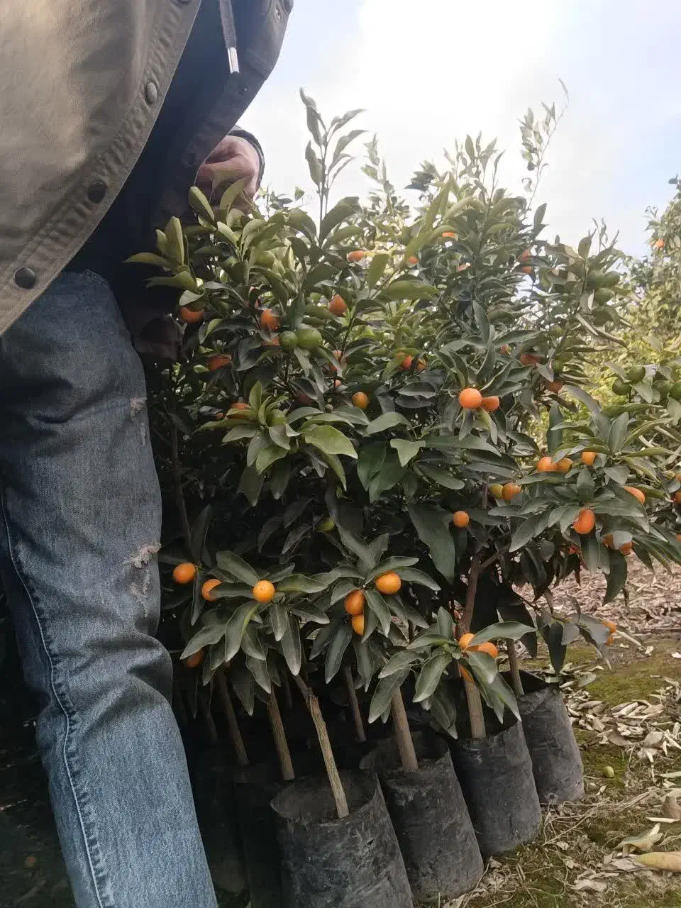 نهال کامکوات مرکبات کامکوات سوپر باردار صادراتی|خدمات باغبانی و درختکاری|قائمشهر, |دیوار