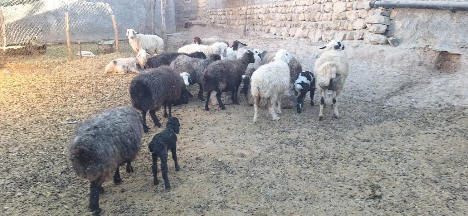 فروش گوسفند|حیوانات مزرعه|منج, |دیوار