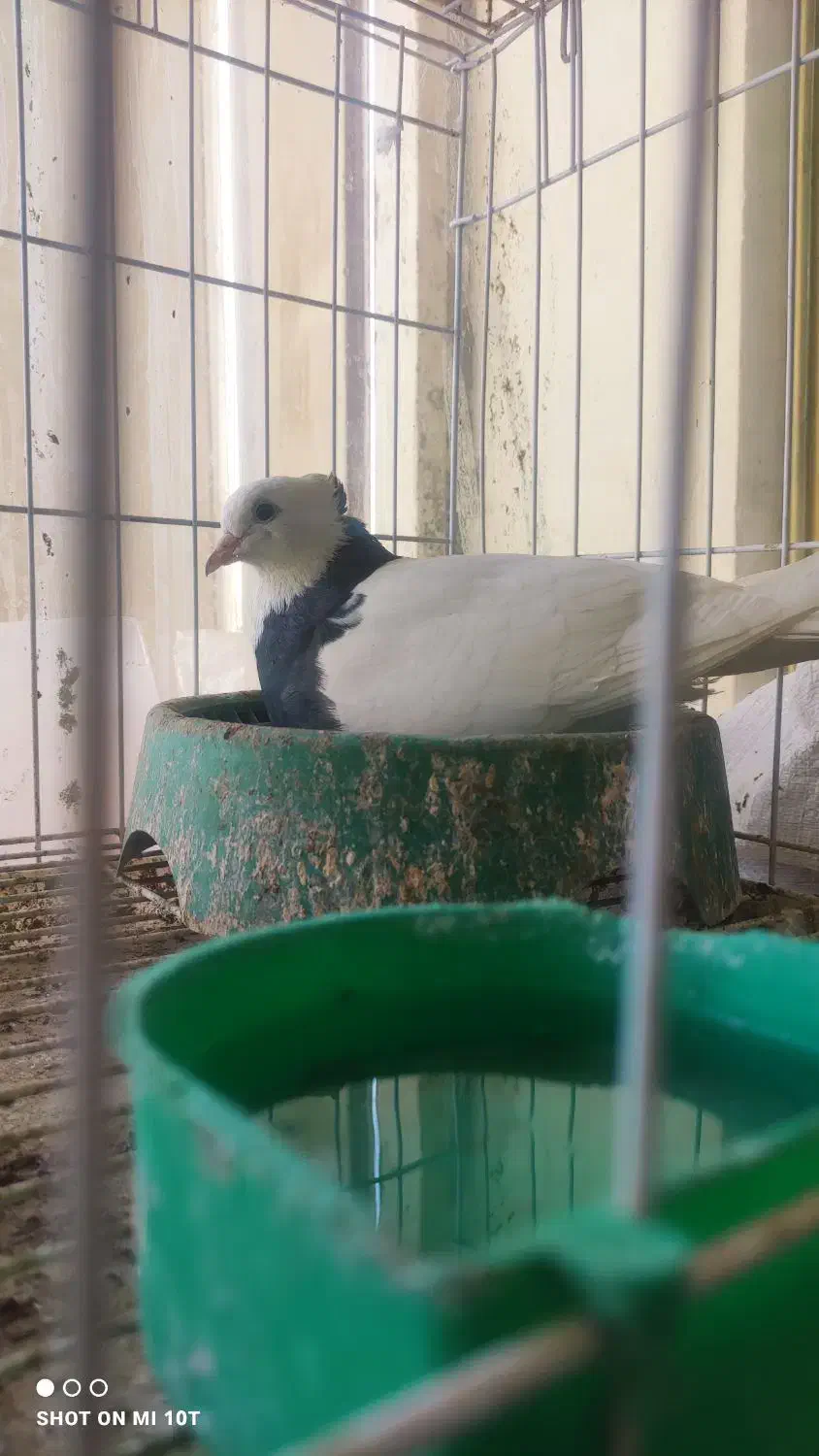 طوقی|پرنده|خورموج, |دیوار