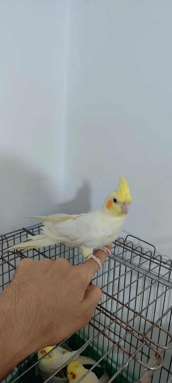 عروس هلندی|پرنده|بندر امام خمینی, |دیوار