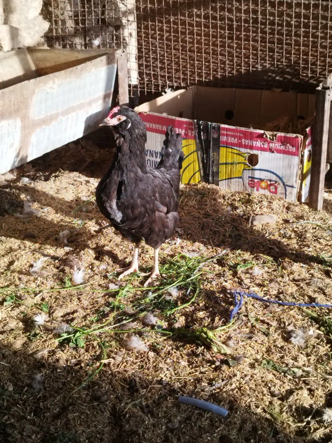 تخم مرغ نطفه دار|حیوانات مزرعه|خورموج, |دیوار