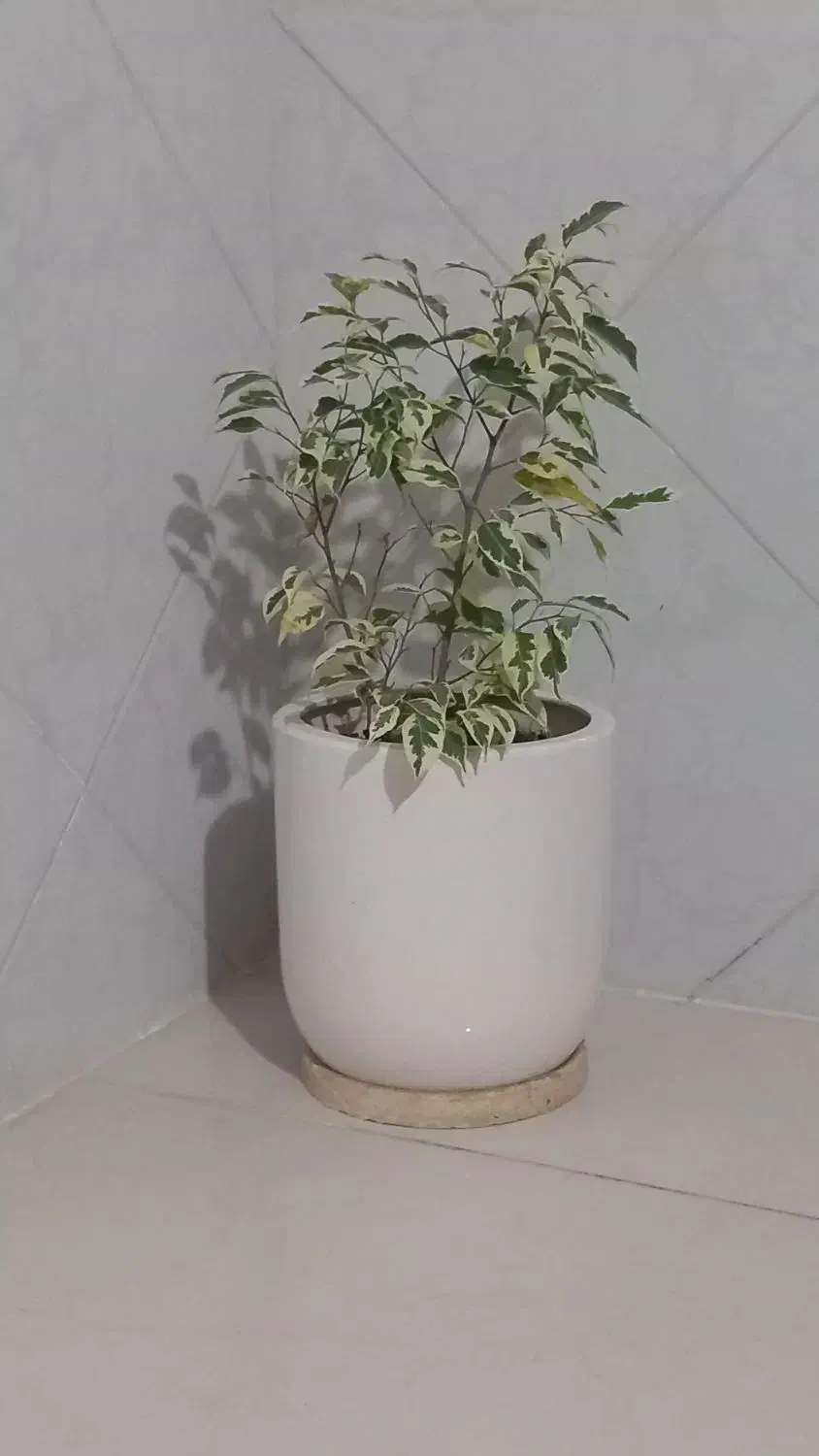 گل گلدان زیبا|گل و گیاه طبیعی|بیجار, |دیوار