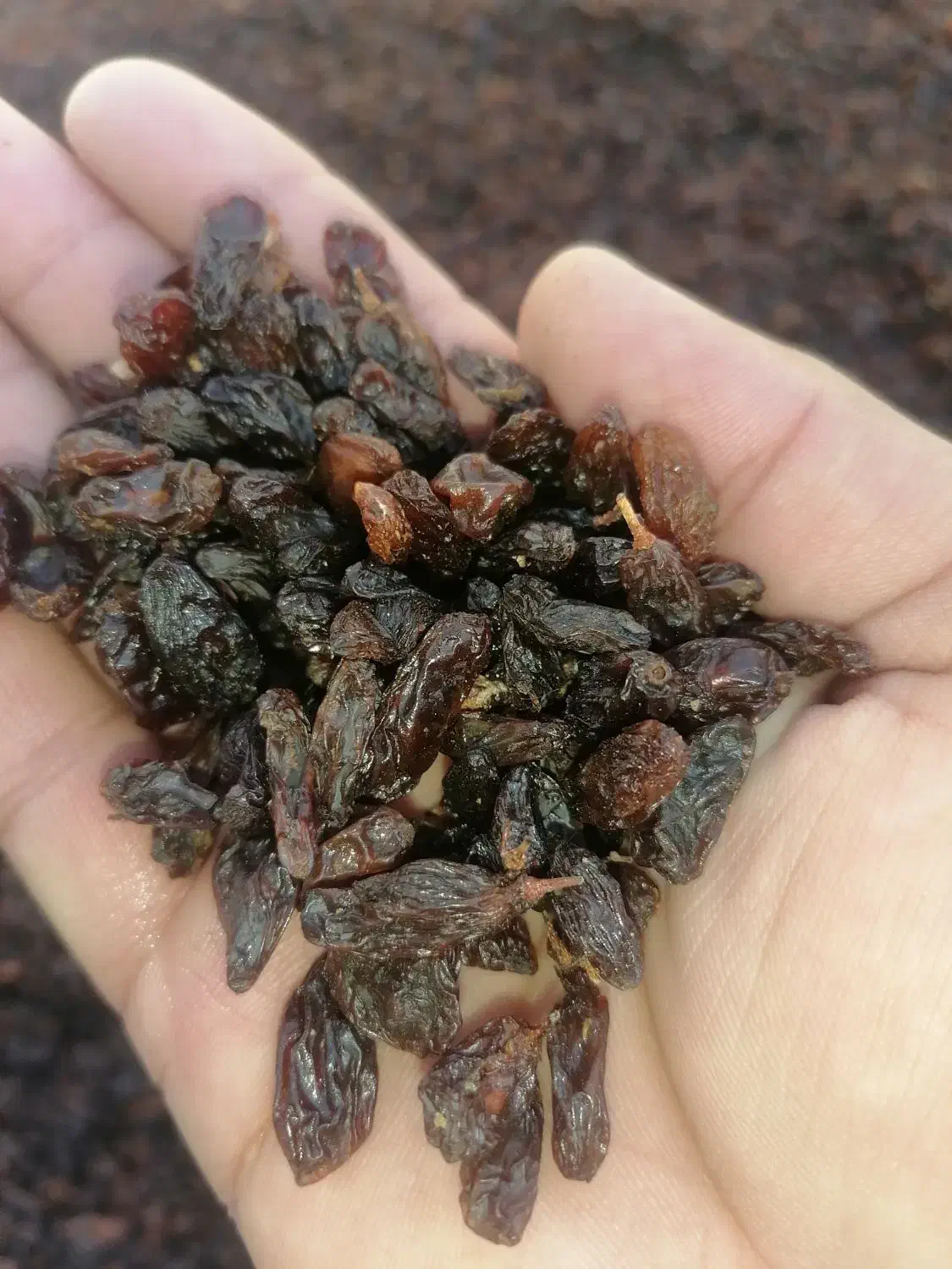 کشمش گله|خوردنی و آشامیدنی|نیشابور, خط کاشمر|دیوار