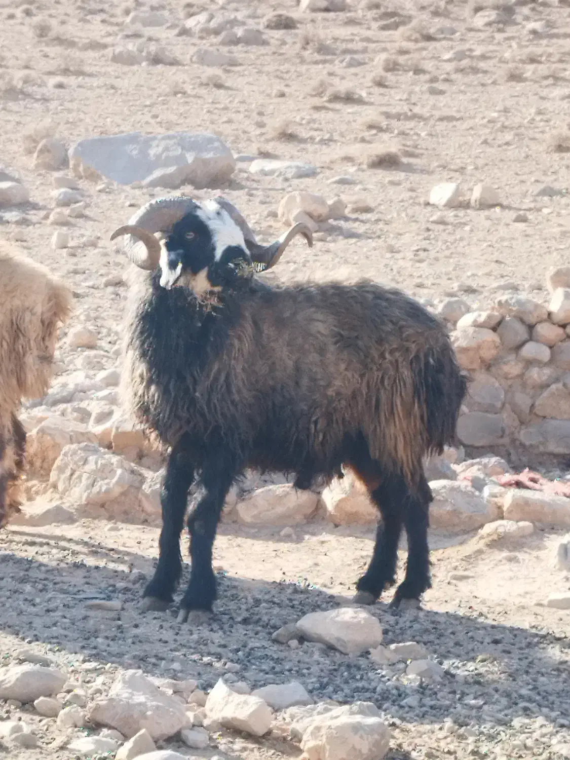 فروش قوچ بذری|حیوانات مزرعه|فسا, |دیوار