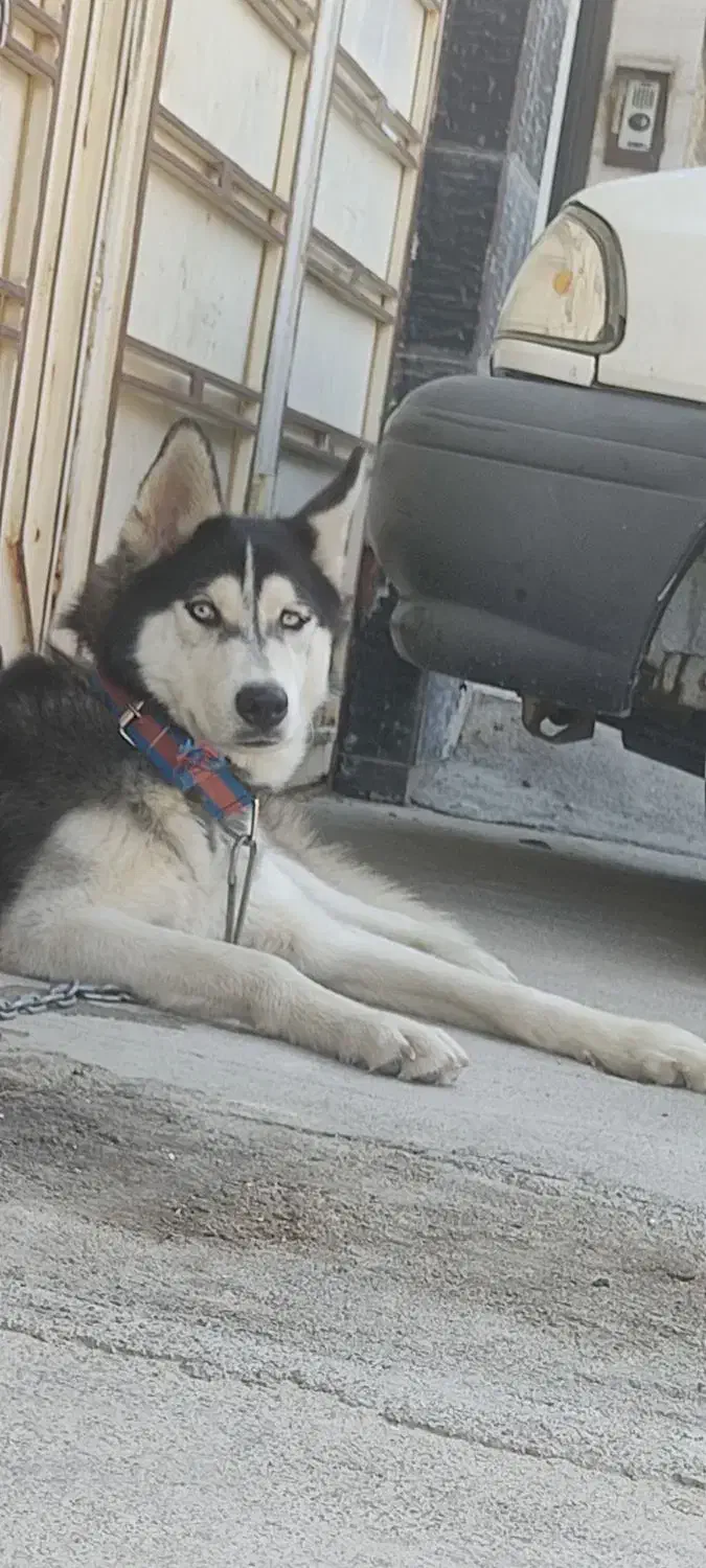 فروش سگ|سگ|بهبهان, |دیوار