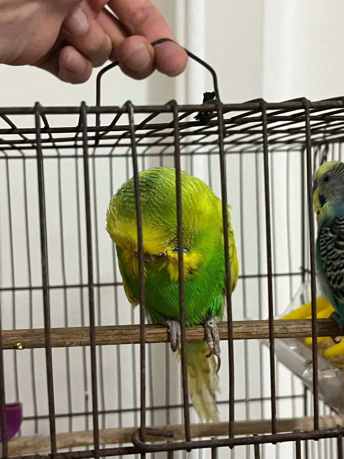 مرغ عشق انگلیسی گرید a|پرنده|قائمشهر, |دیوار