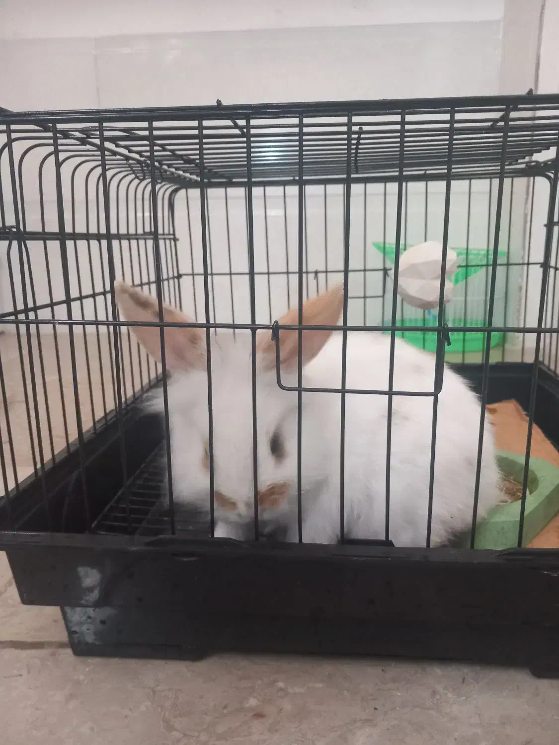 فروش خرگوش مینی لوپ در فیروزکوه با کلیه لوازم|موش و خرگوش|فیروزکوه, |دیوار