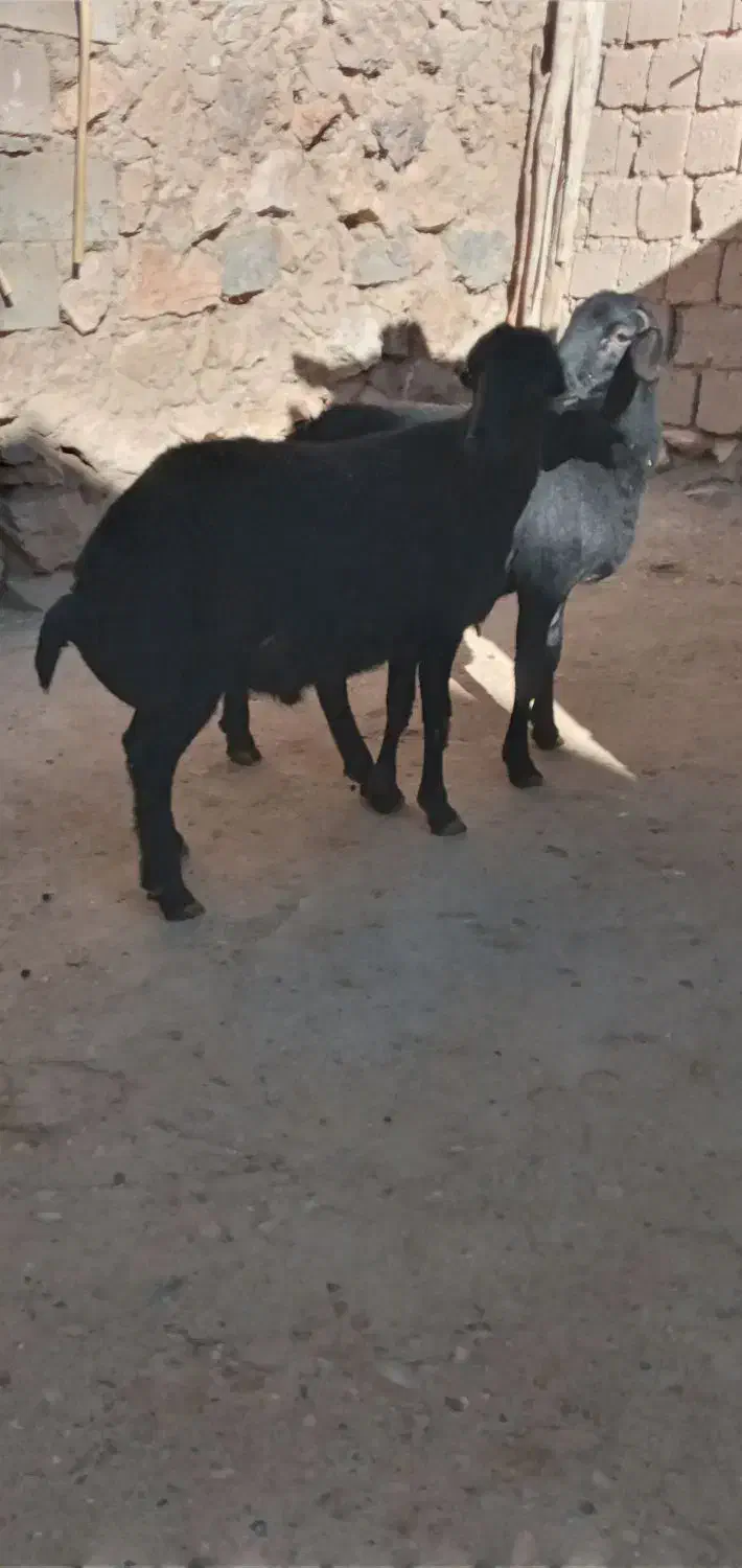 بره نر فروشی|حیوانات مزرعه|شاهین دژ, |دیوار