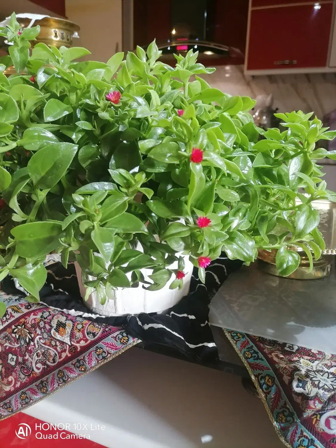 گل ناز نازی|گل و گیاه طبیعی|تبریز, |دیوار