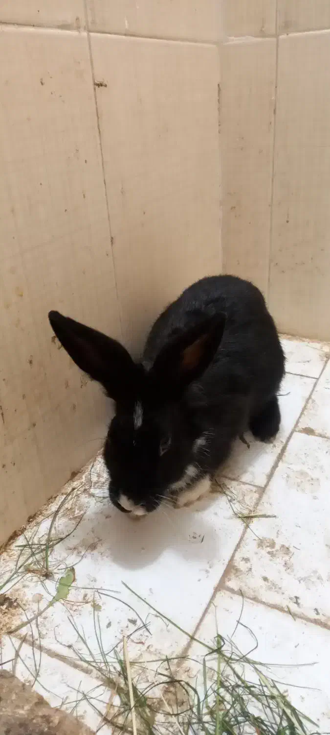 خرگوش نر|موش و خرگوش|ساری, |دیوار