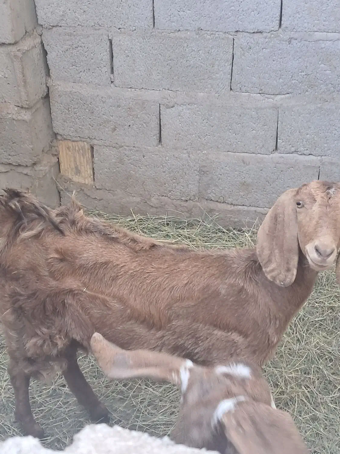 گیسه وبوقلمون|حیوانات مزرعه|گنبکی, |دیوار