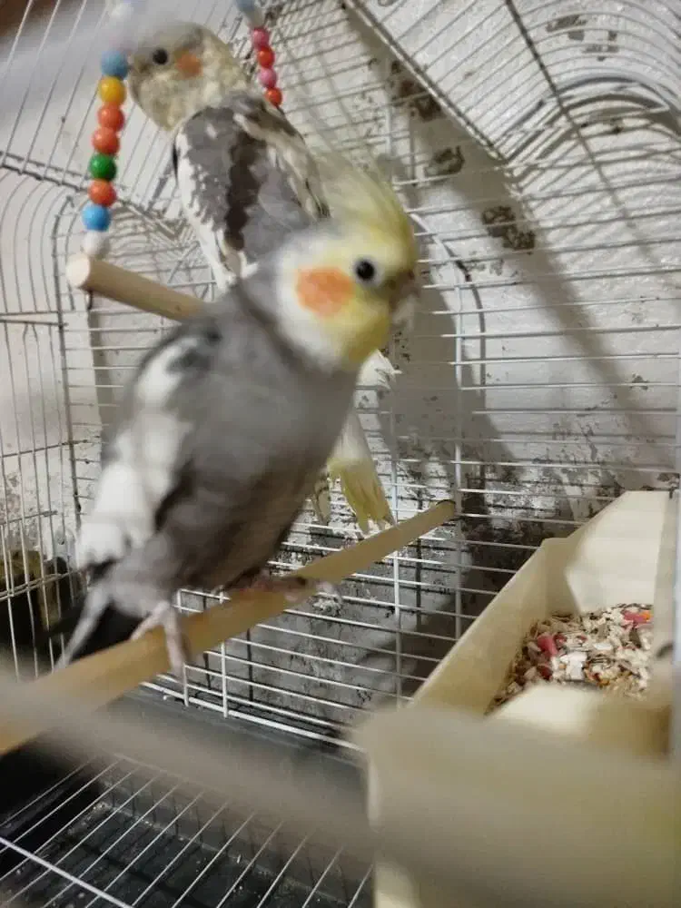 ‌ هلندی سخنگو.|پرنده|خاش, |دیوار