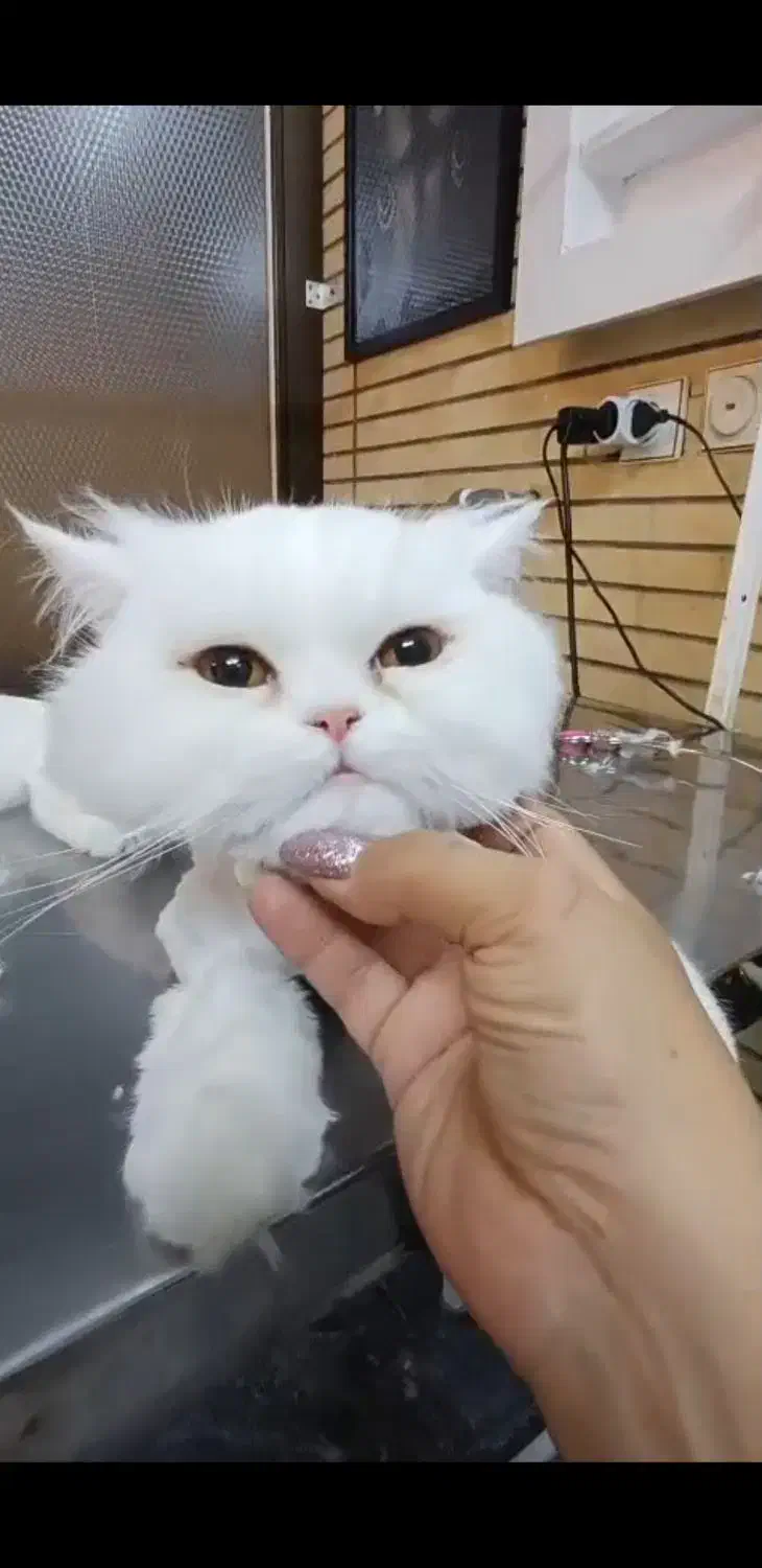 گربه اسکاتیش پرشین|گربه|کرمان, |دیوار