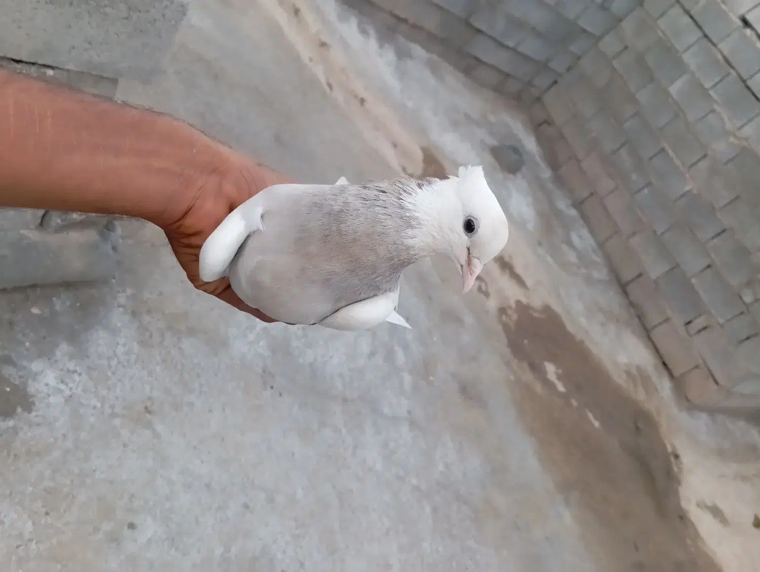 کفتر ها عالی|پرنده|میناب, |دیوار