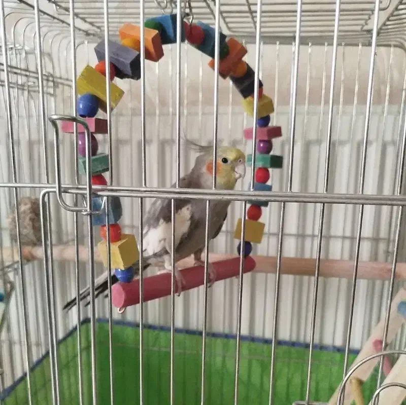 عروس هلندی گمشده با مژدگانی بالا|حیوانات|بروجرد, |دیوار