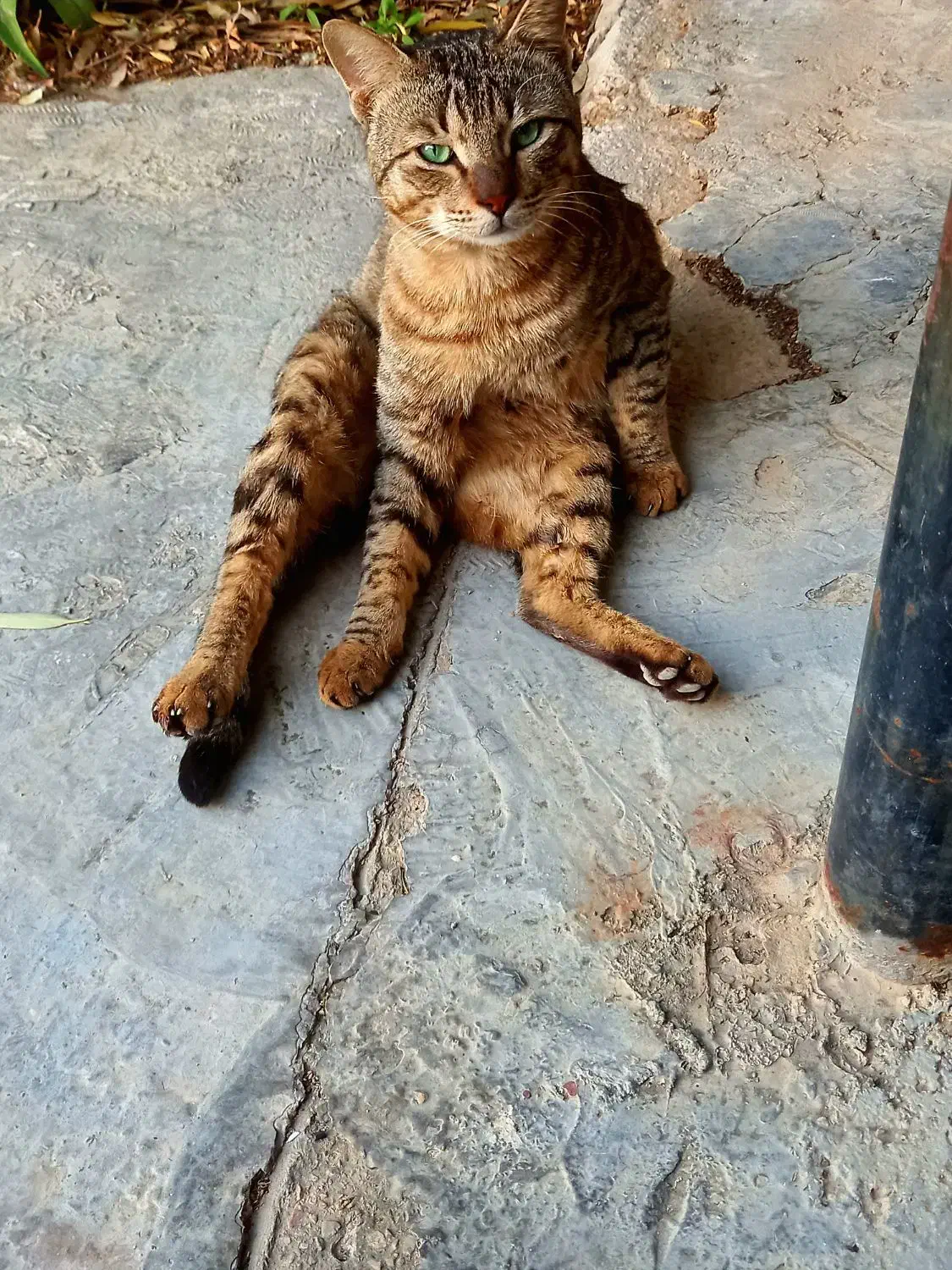 گربه|گربه|کرمانشاه, |دیوار