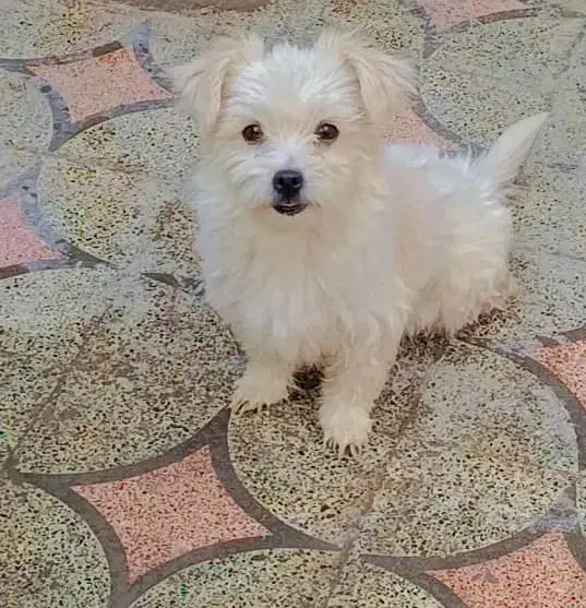 اشپیتز پامر|سگ|بندرعباس, |دیوار