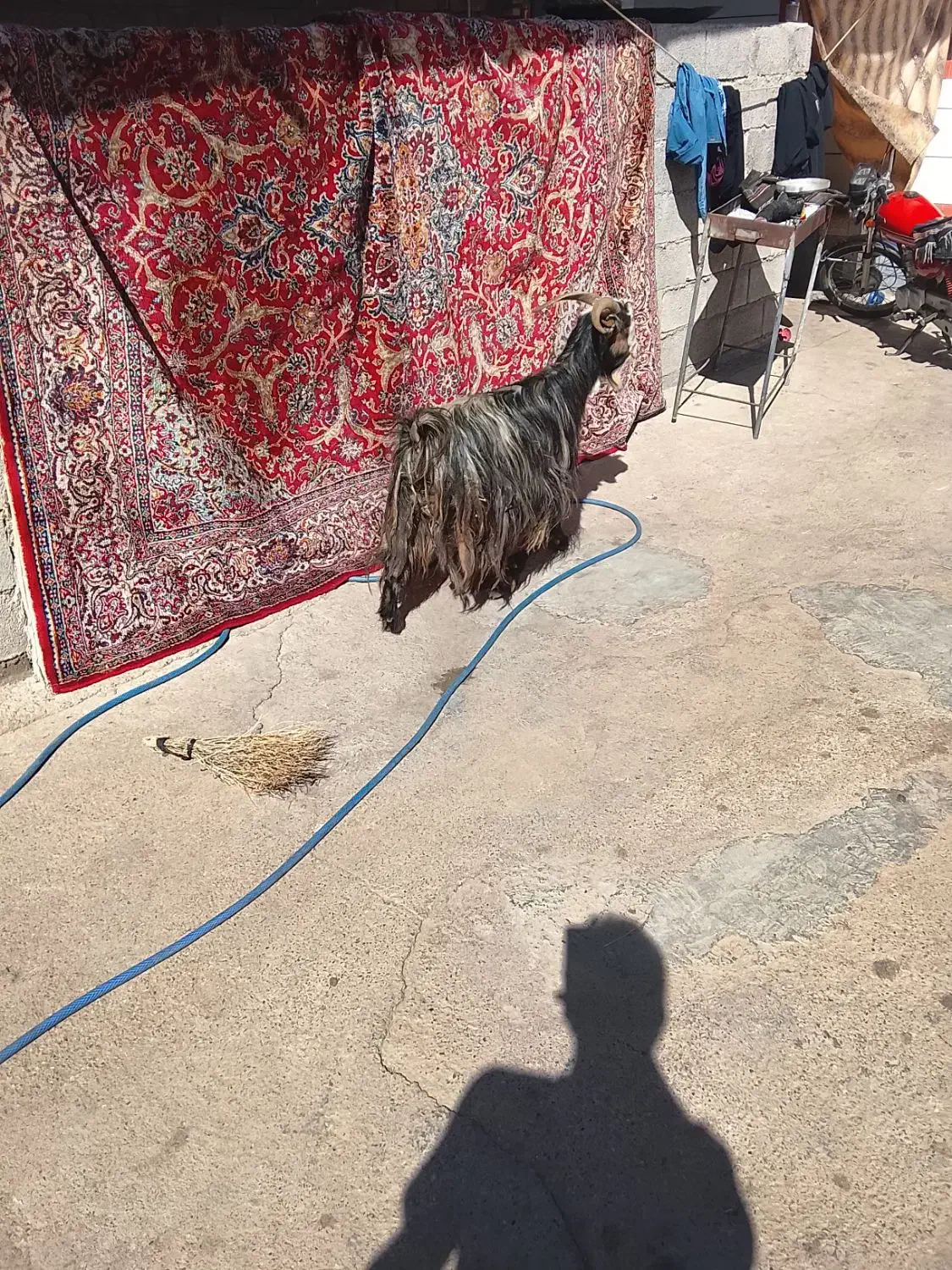 بز‌خشک|حیوانات مزرعه|دزفول, |دیوار