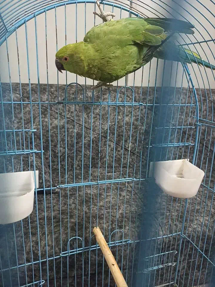 طوطی ملنگو|پرنده|آمل, |دیوار