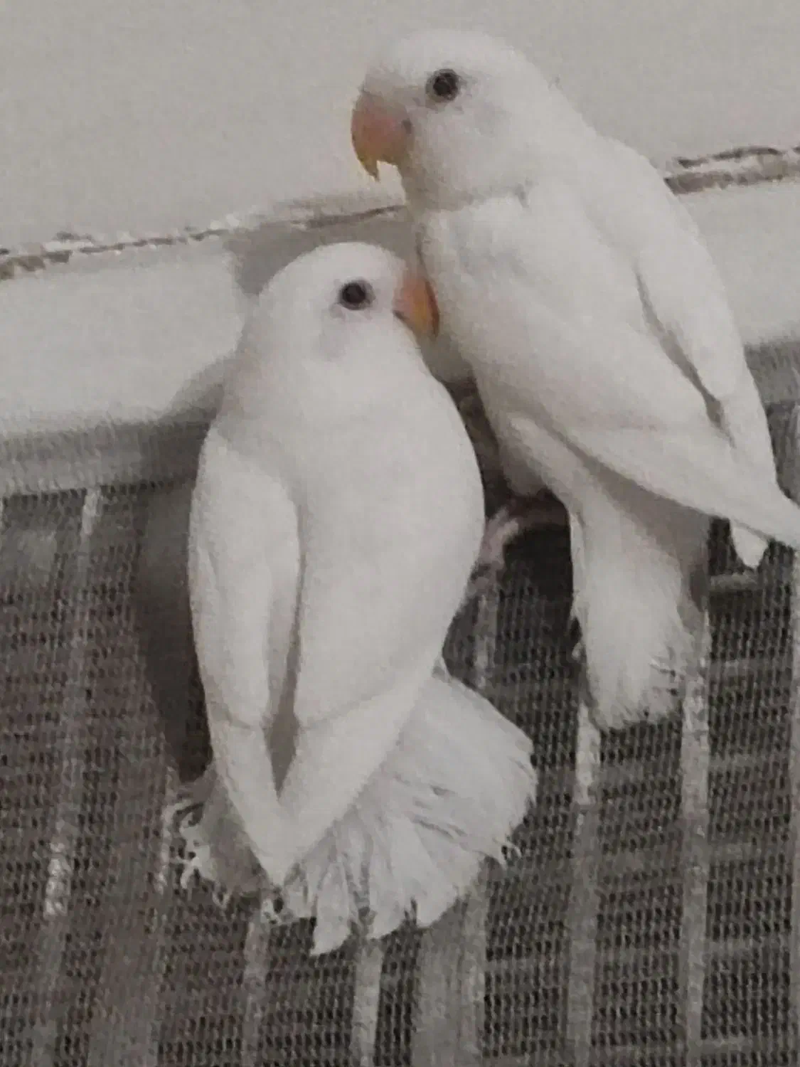 طوطی برزیلی|پرنده|تهران, سردارجنگل|دیوار