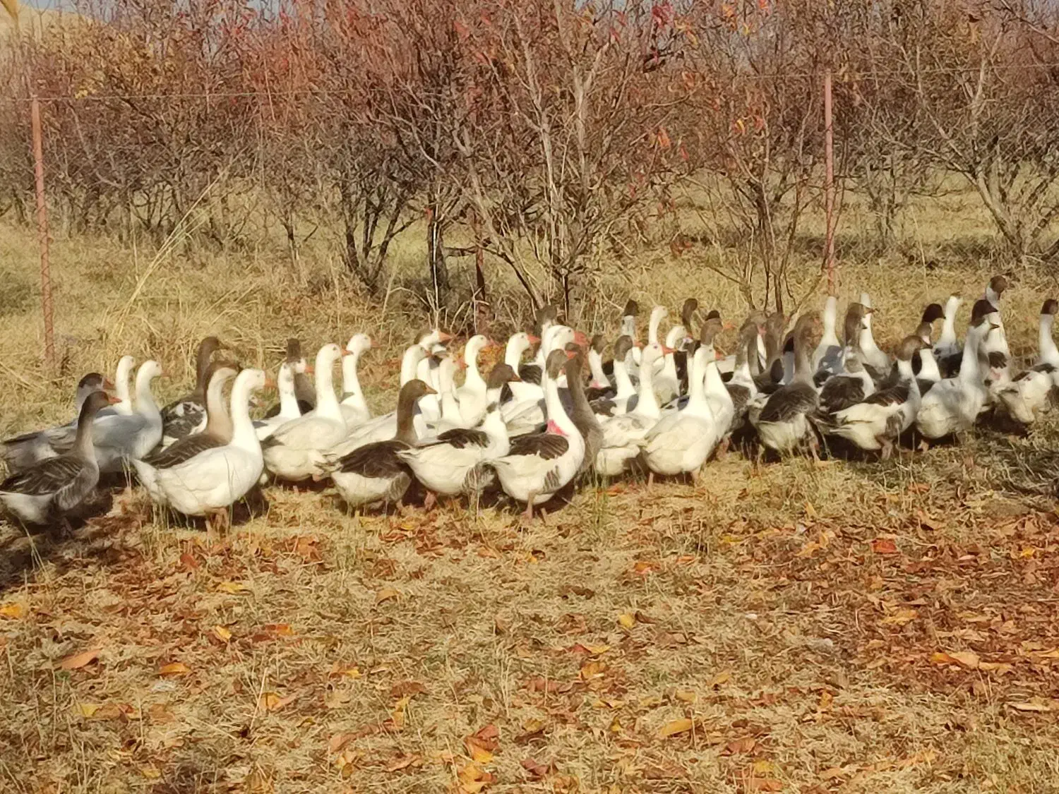 غاز|حیوانات مزرعه|پیرانشهر, |دیوار