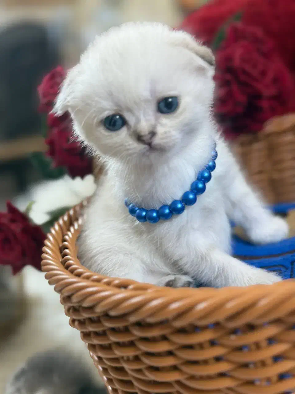 گربه اسکاتیش|گربه|گرگان, |دیوار