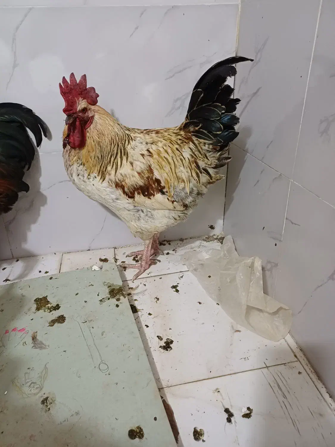 خروس محلی|حیوانات مزرعه|قدس, شهرک صنعتی زاگرس|دیوار