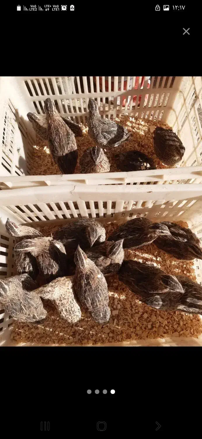 بلدر  چین|حیوانات مزرعه|مشهد, گلشور|دیوار