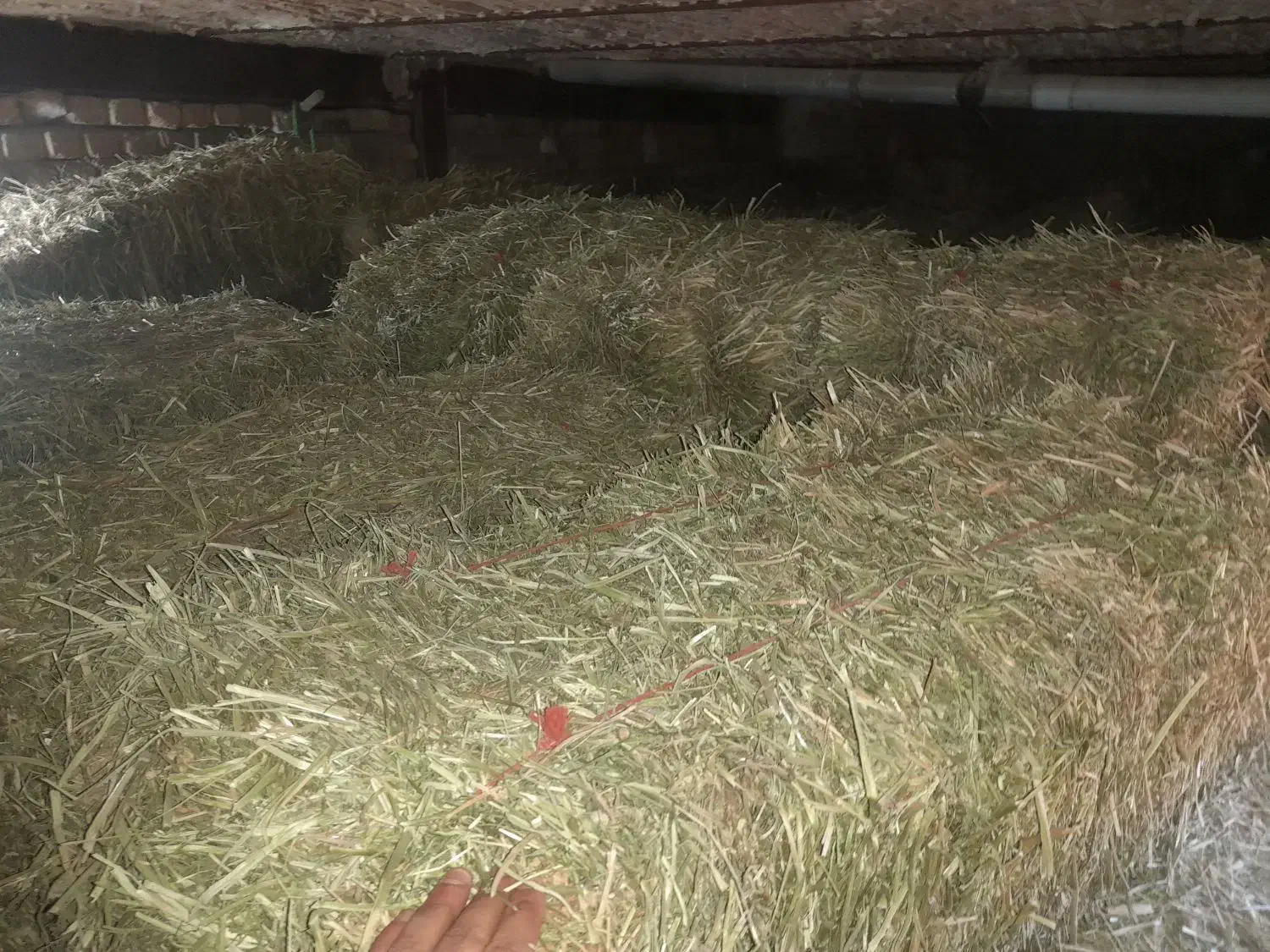 پرس شبدر|لوازم جانبی حیوانات|بروجرد, |دیوار