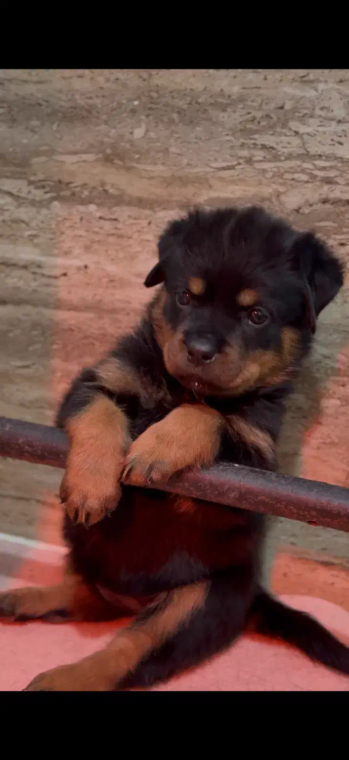 سگ روتوایلر|سگ|قائم‌شهر, |دیوار