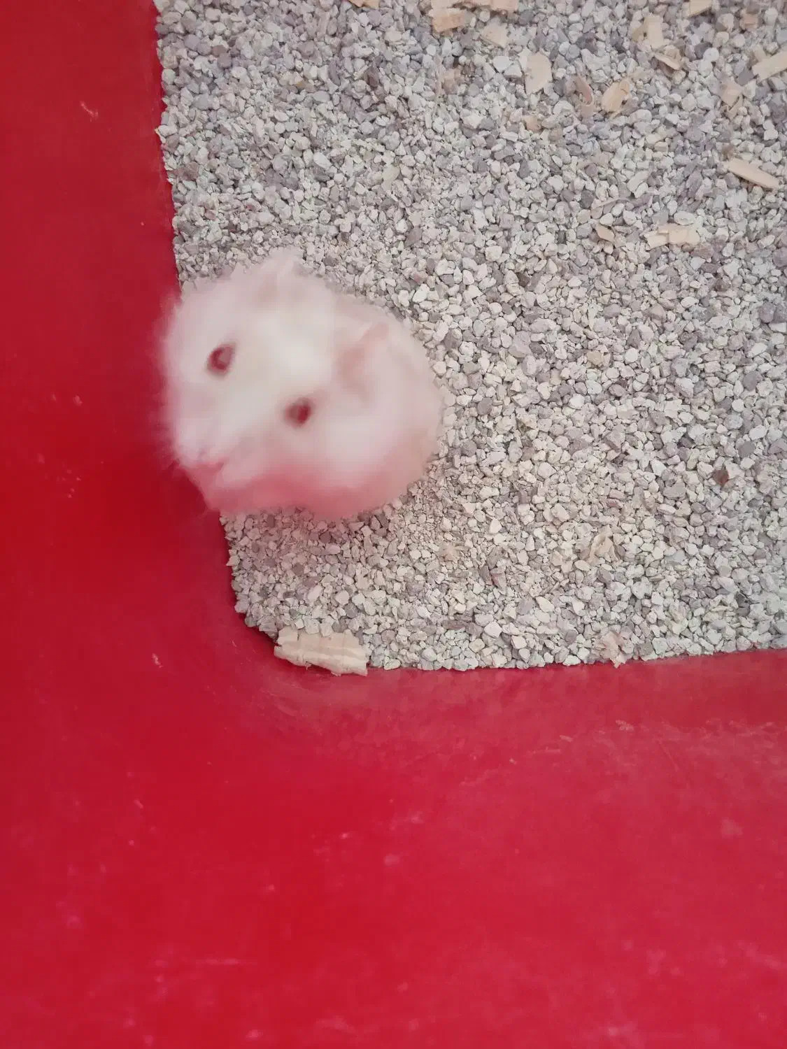 سه عدد همستر|موش و خرگوش|اصفهان, شهرک کوثر|دیوار