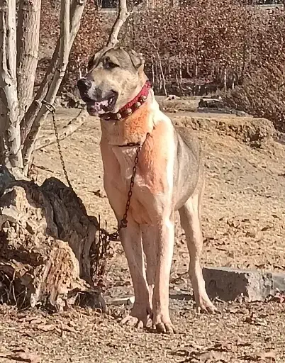 توله سرابی 1ساله|سگ|مبارکه, |دیوار