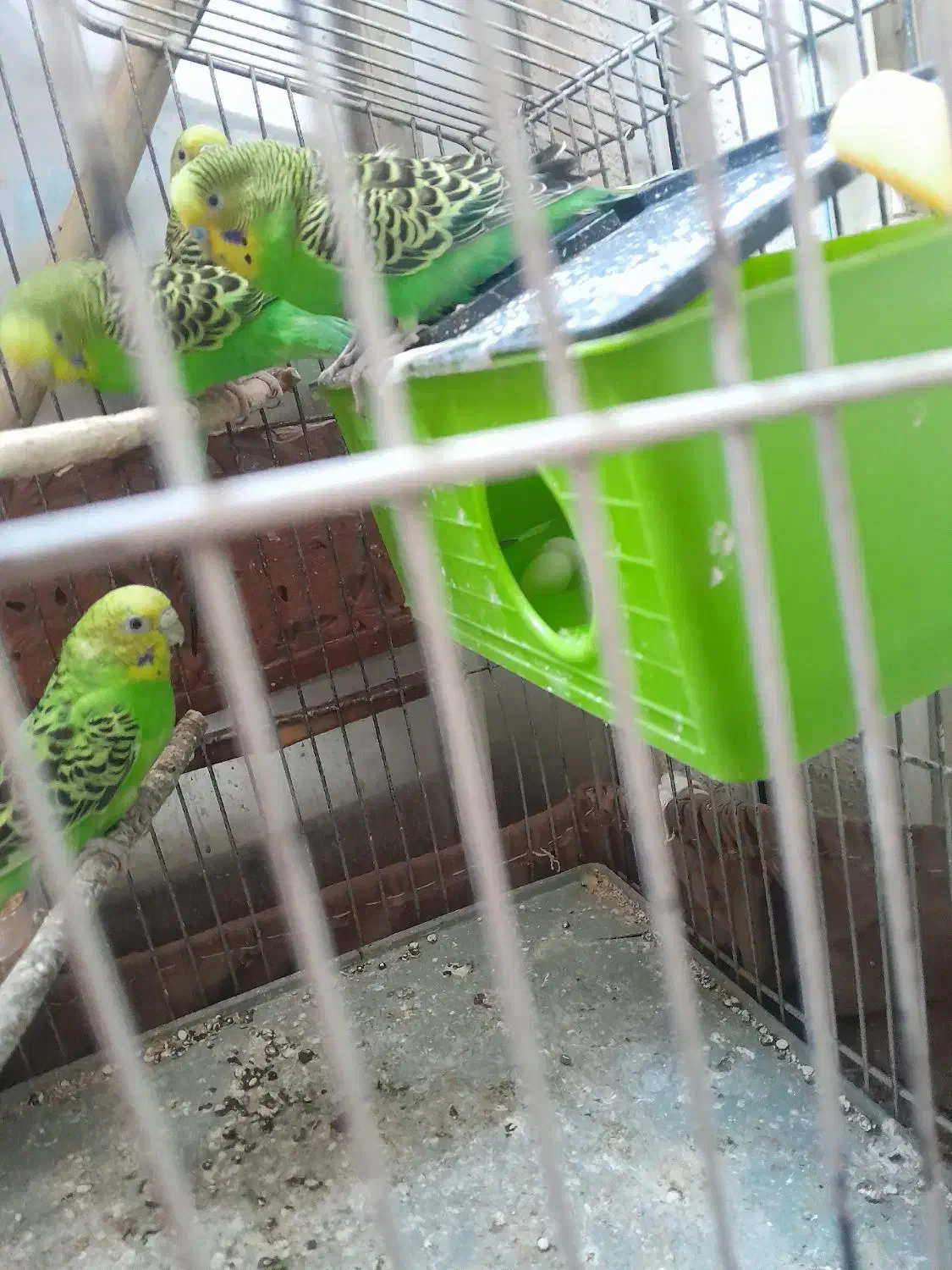 مرغ عشق نرو ماده|پرنده|پردیس, فاز ۱|دیوار