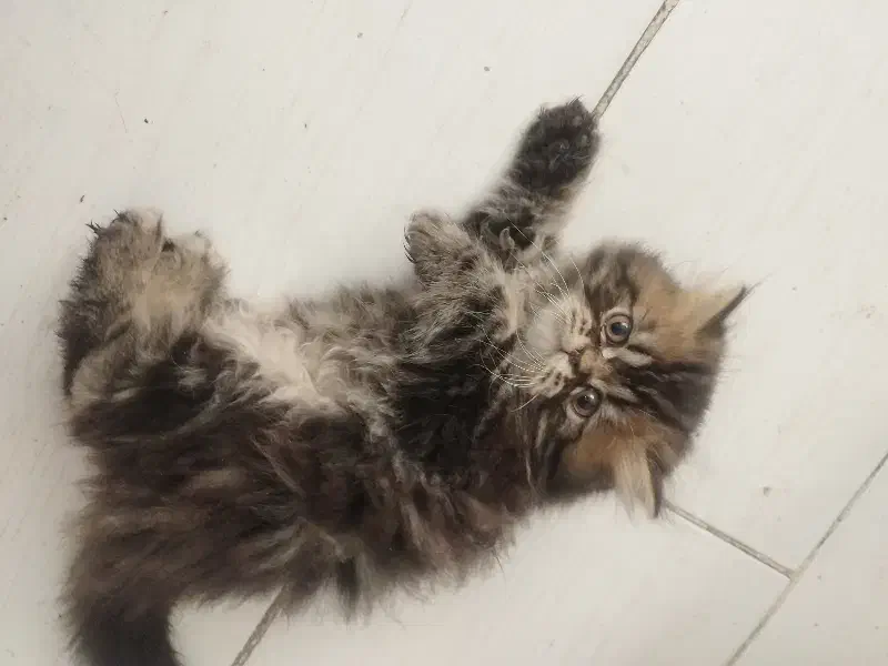 طوله گربه پرشین|گربه|مشهد, دانشجو|دیوار