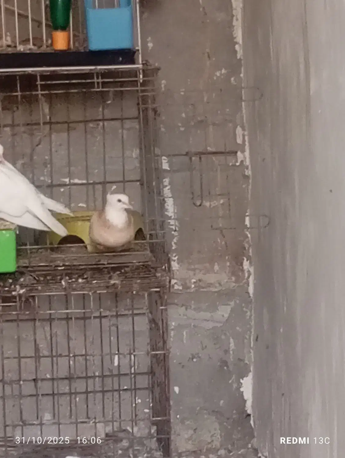 تماس جوابگو هستم|پرنده|بندر کنگان, |دیوار