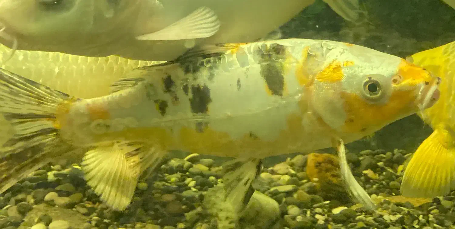 ماهی کوی (تایشو سانک)|ماهی|زنجان, |دیوار