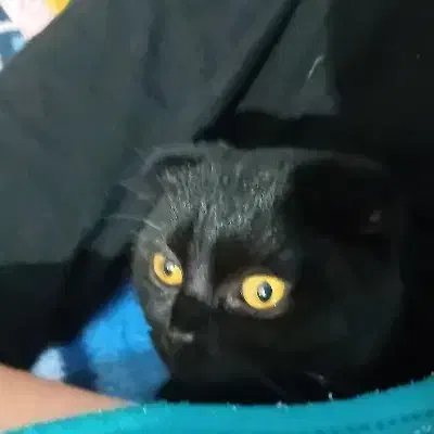 گربه بریتیش .چهارماهه..ماده|گربه|بندر انزلی, نیمه شعبان|دیوار