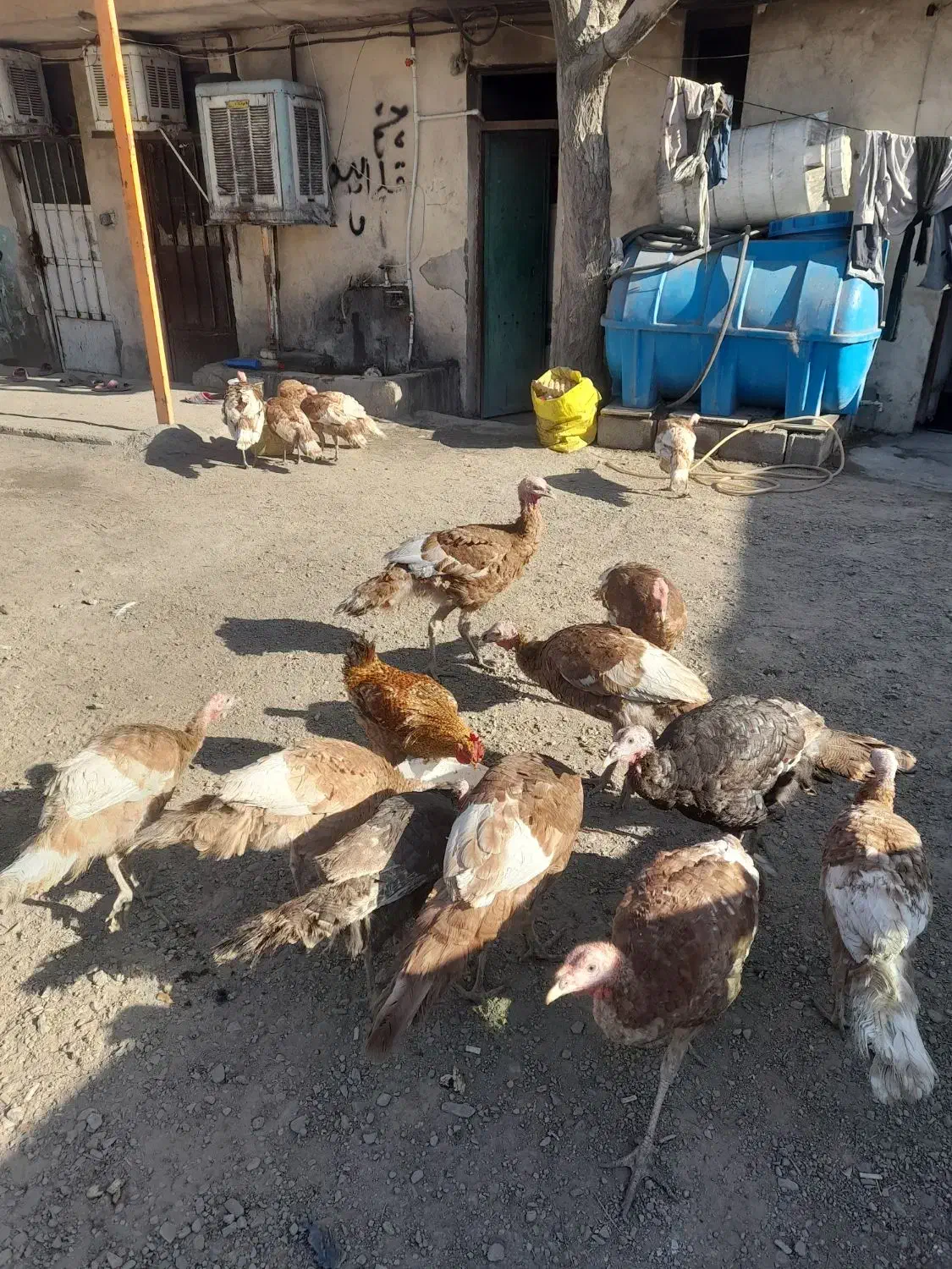 بوقلمون بوربورن و برنز آمریکایی|حیوانات مزرعه|رباطکریم, الارد|دیوار