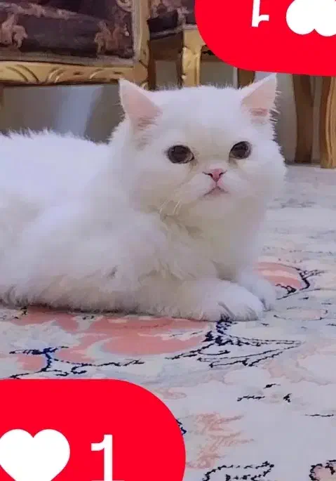 گربه پرشین|گربه|کرمانشاه, |دیوار