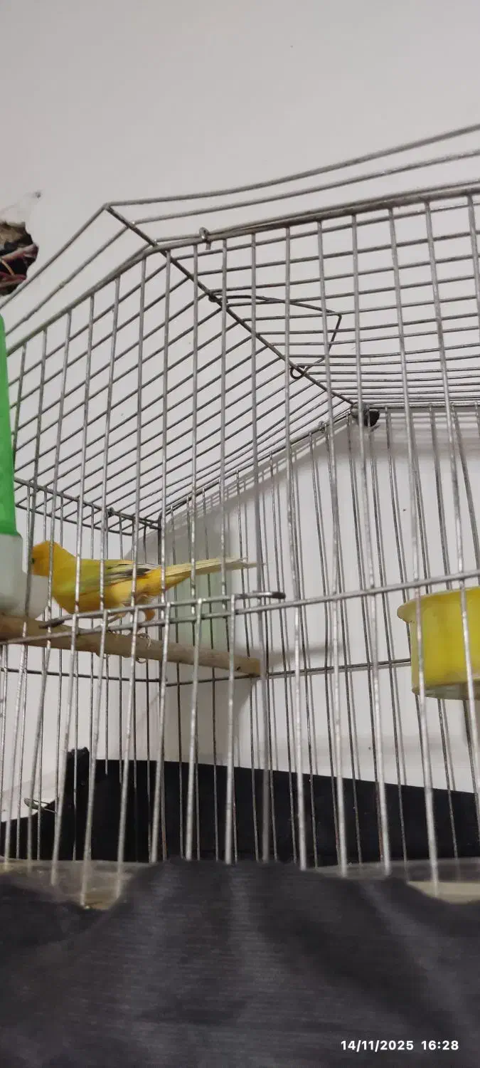 ماده پرتغالی آماده آماده رابرا کار نداده|پرنده|شیراز, شهرک مهرگان|دیوار