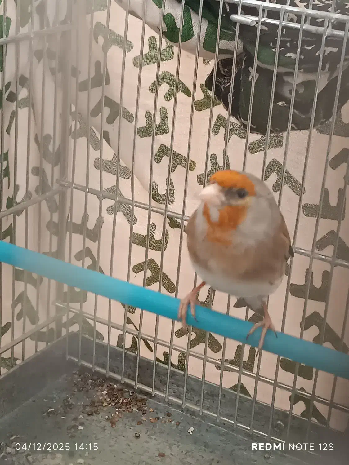 سهره قناری|پرنده|سنندج, |دیوار