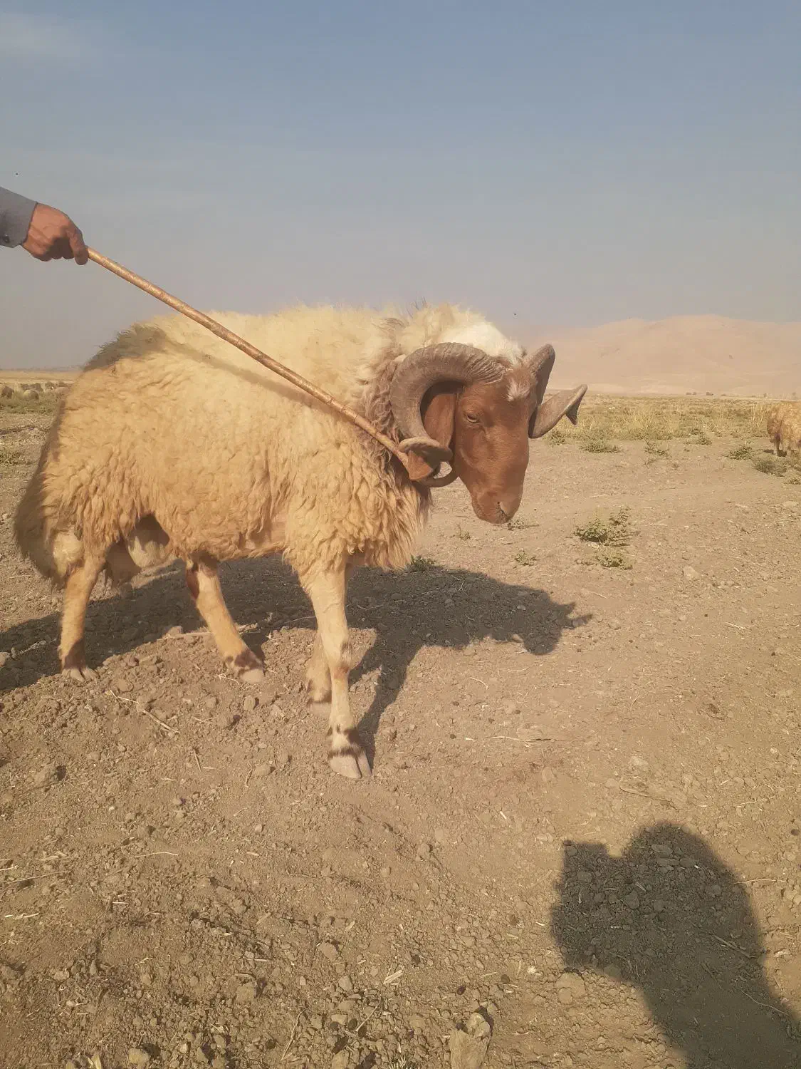 قوچ عربی داشتی|حیوانات مزرعه|سرپل ذهاب, |دیوار