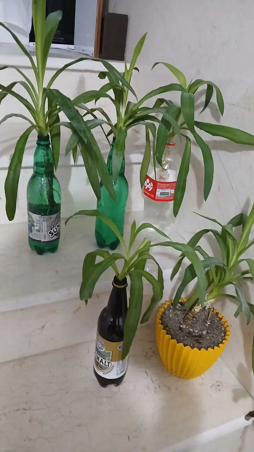 گل یوکا|گل و گیاه طبیعی|کرمانشاه, |دیوار