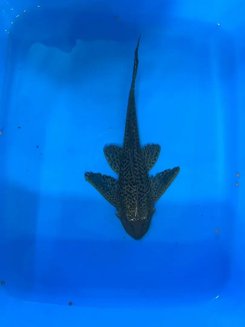 ماهی|ماهی|قم, انصار‌الحسین|دیوار