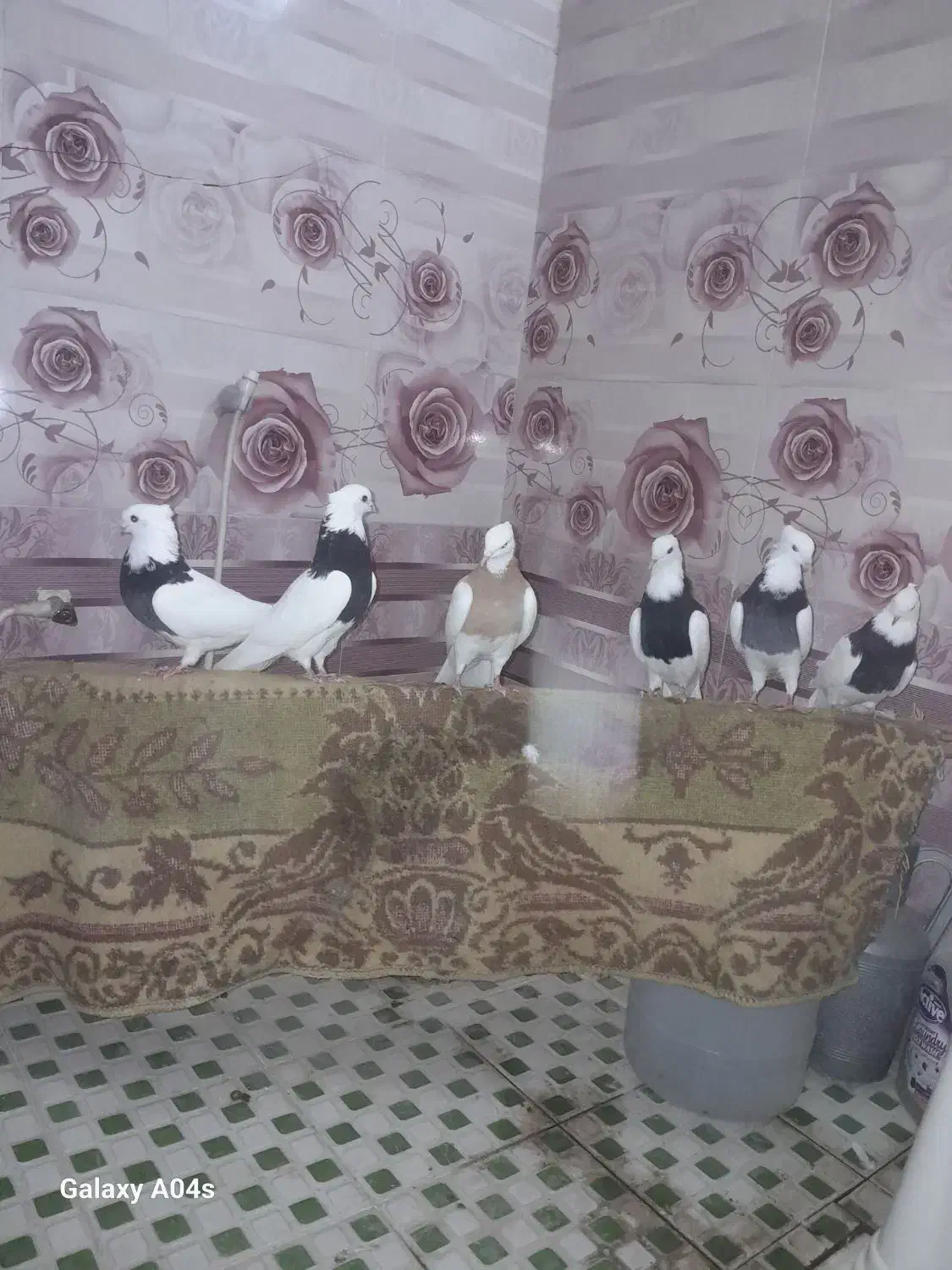 ۶عدد کبوتر طوقی فروشی همه با هم|پرنده|رامهرمز, |دیوار