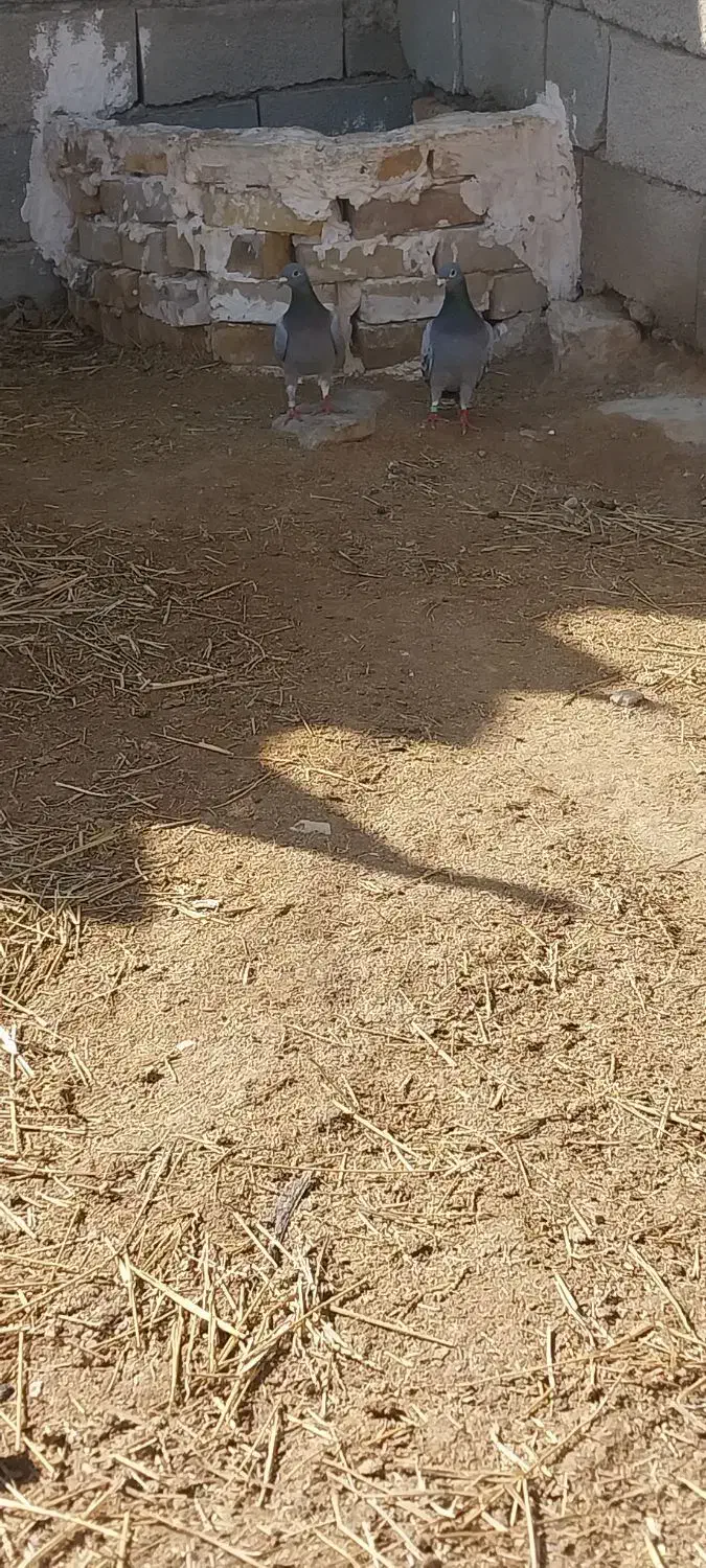 کفتر پلاکی|پرنده|جلگه شوقان, |دیوار