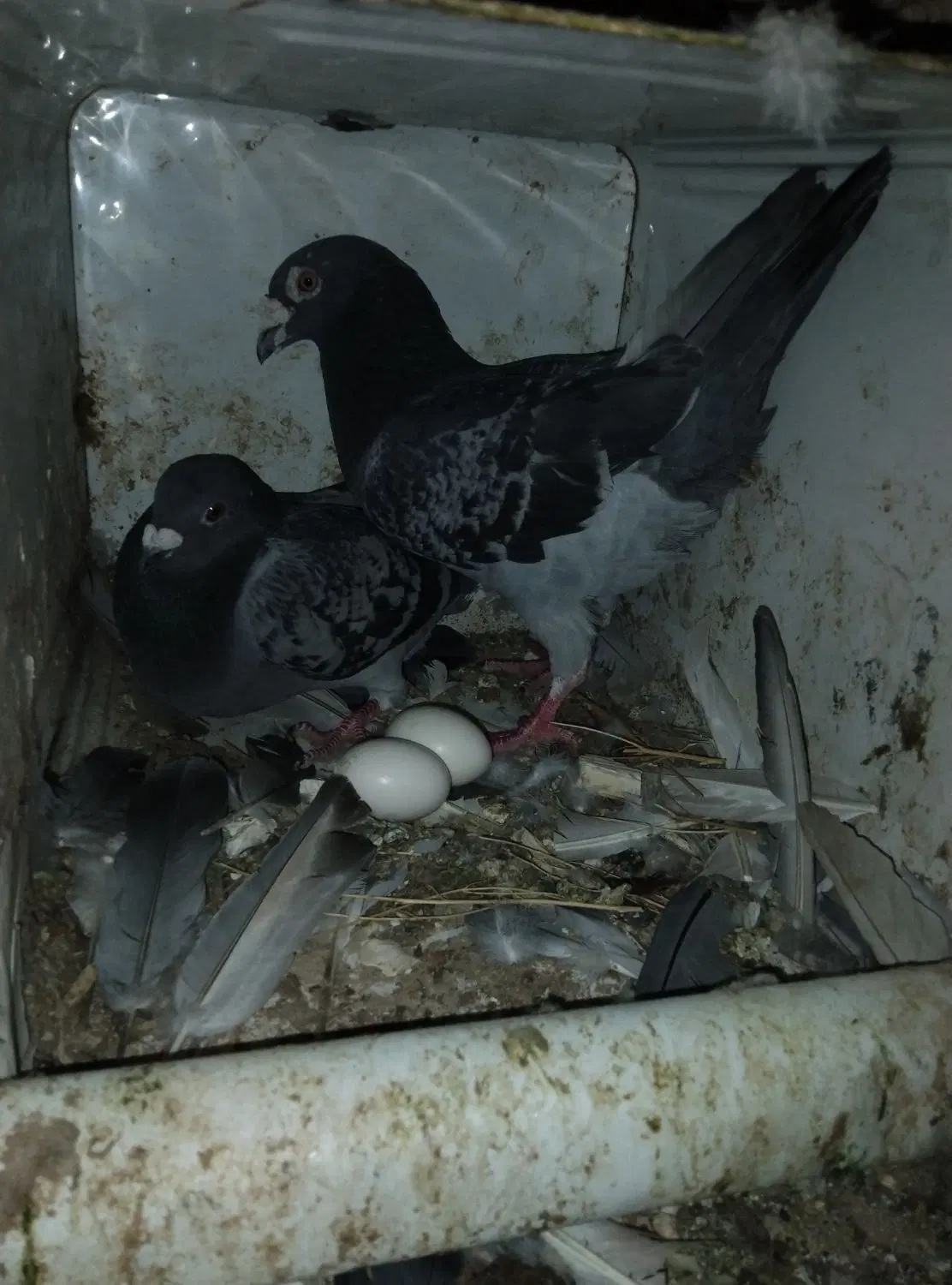 کفتر|پرنده|سده (خراسان جنوبی), |دیوار