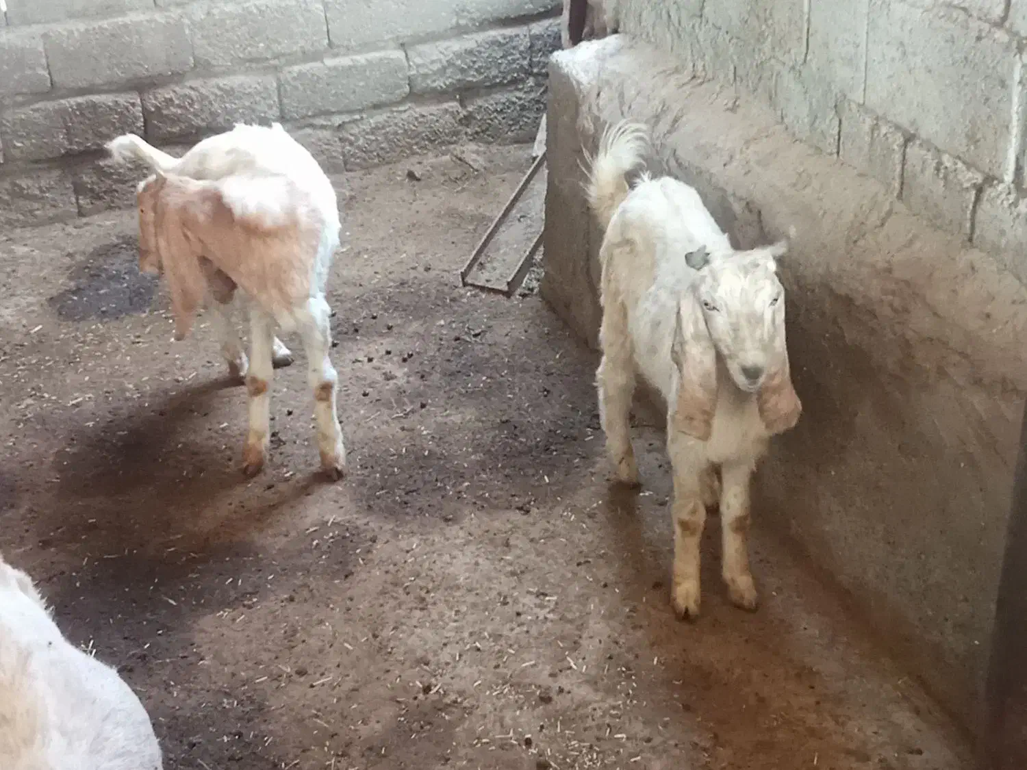 کهره|حیوانات مزرعه|میناب, |دیوار