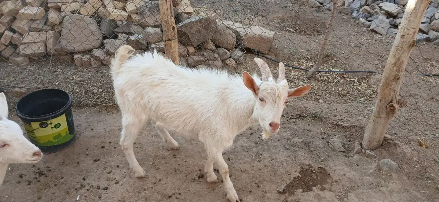 فروش/سه راس/نر/بز سانن/رگ خونی اوین ژن|حیوانات مزرعه|سلطانیه, |دیوار