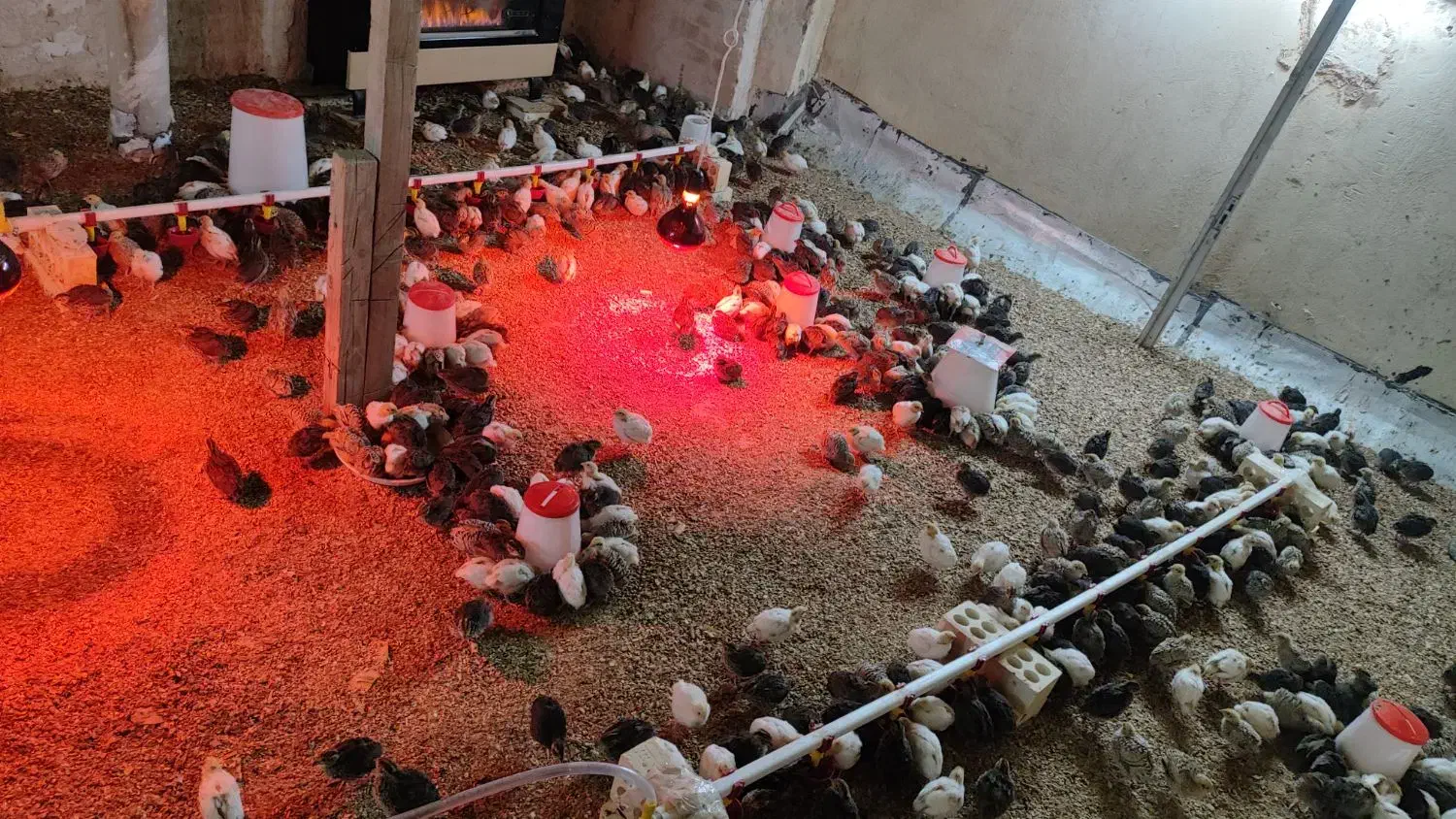 جوجه بلدرچین 17روزه|حیوانات مزرعه|برخوار, |دیوار